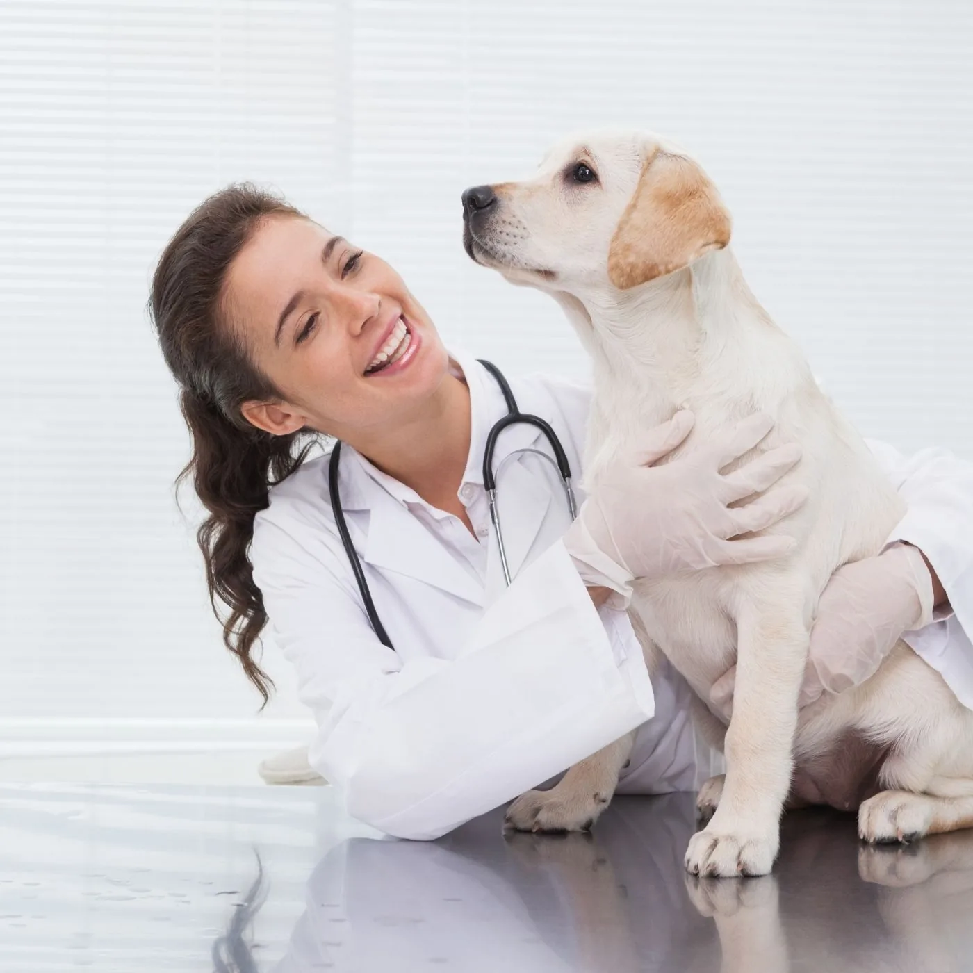 17 Excelentes Pet Shops: Cerqueira Cesar em São Paulo SP, Não Perca! 16 1035f45c2e1842f586985acb576df069
